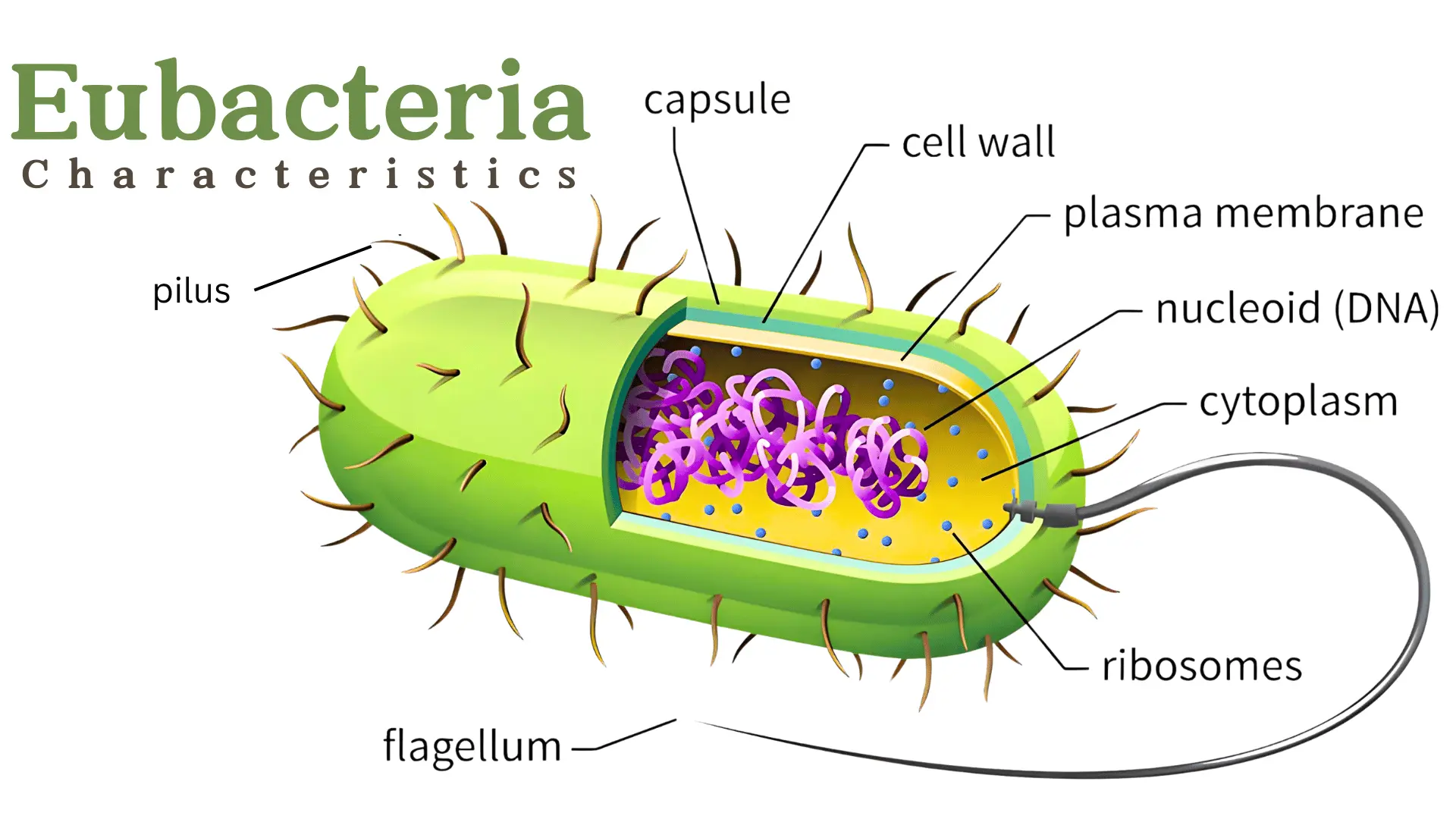 What Are The Characteristics Of Eubacteria?